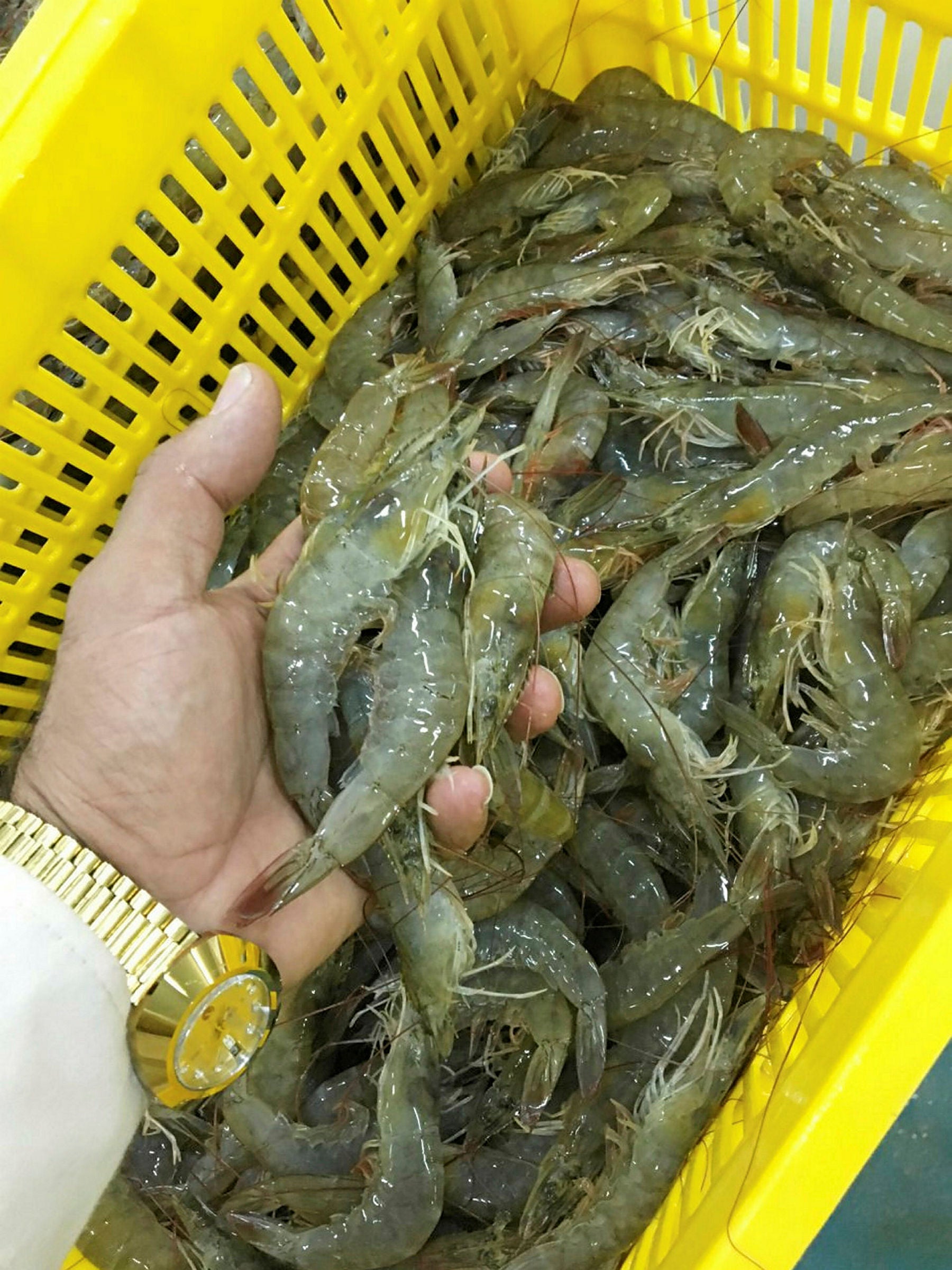 Pakistan plows $87 million into aquaculture projects