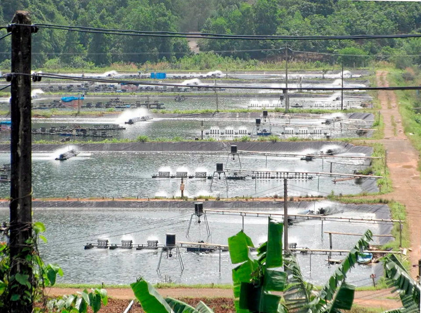 Shrimp farmers look to technology to drive consolidation, reduce costs ...