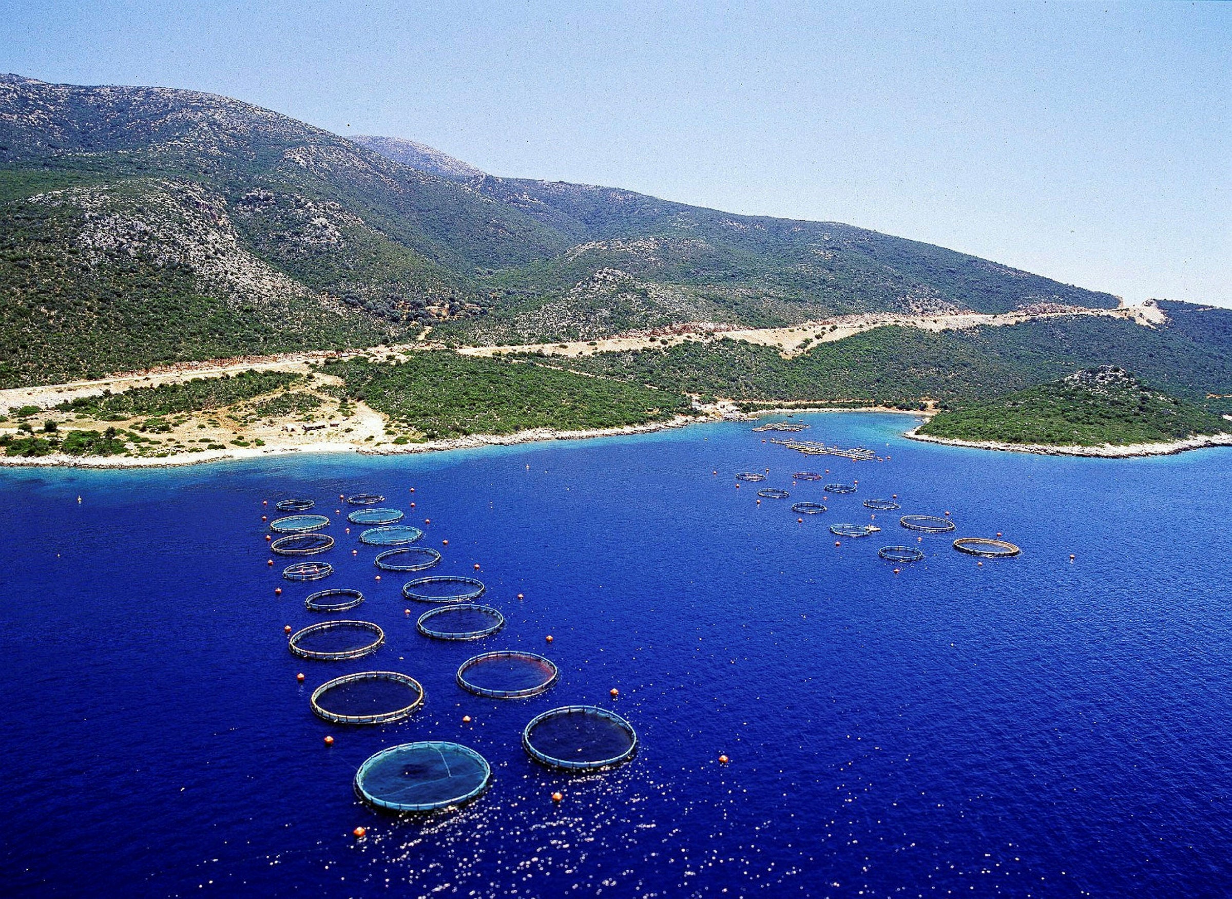 Andromeda CEO: It's time for Greek aquaculture to reinvent itself ...