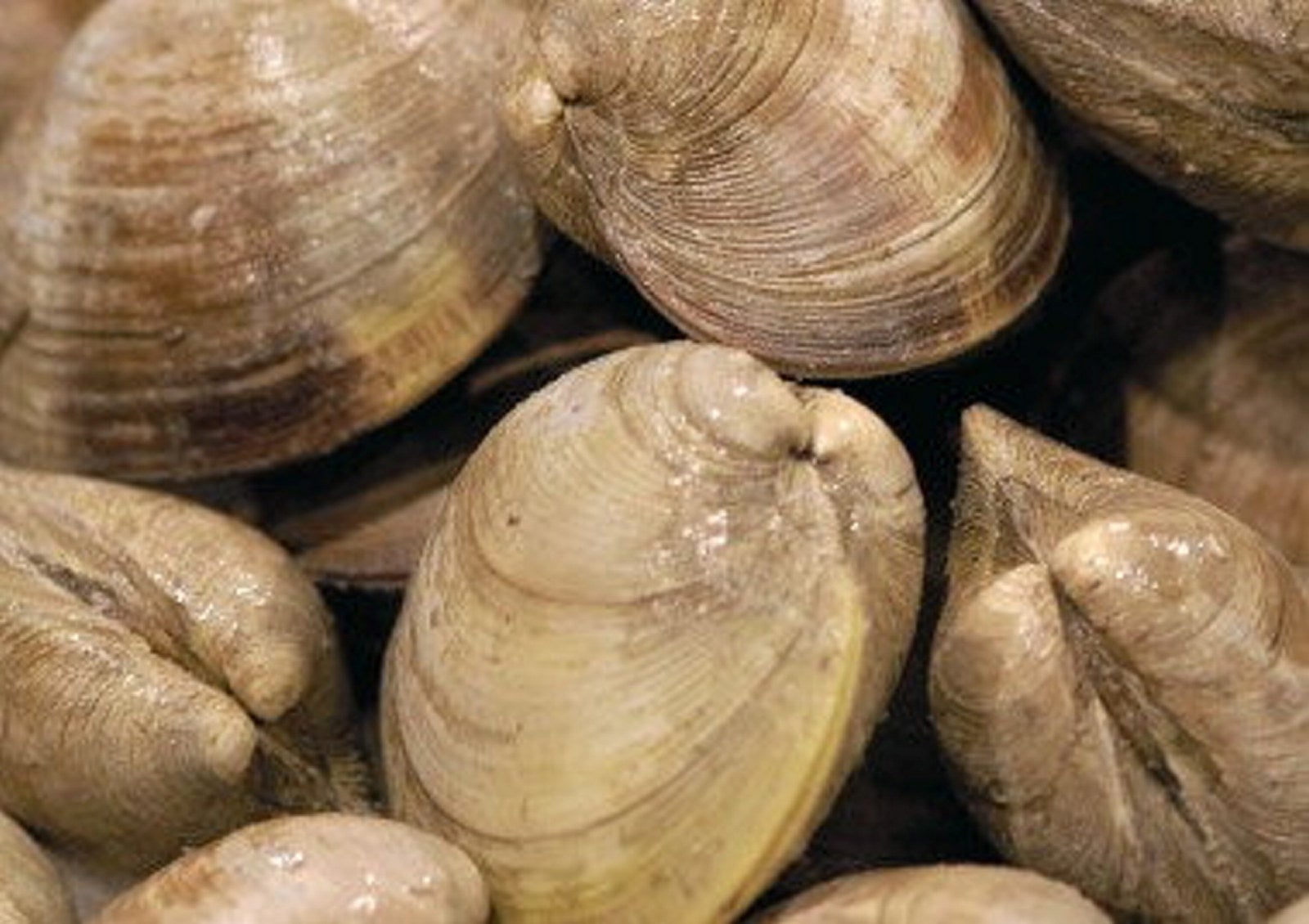 Indefinite EU ban on UK shellfish exports potentially 'catastrophic ...