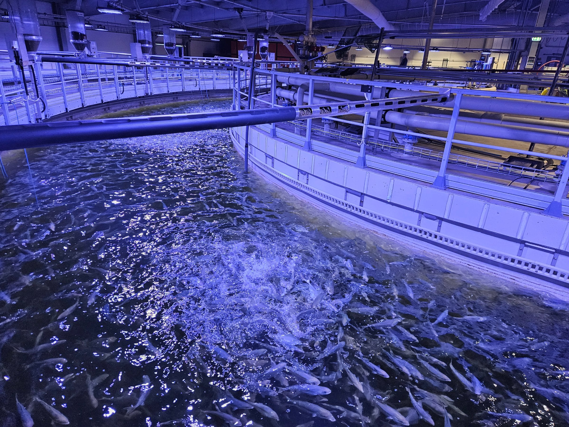 Land-based aquaculture investor loses millions