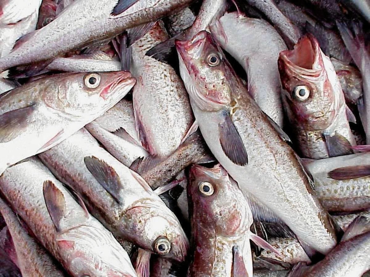 Home market takes bigger share of Russia's pollock harvest