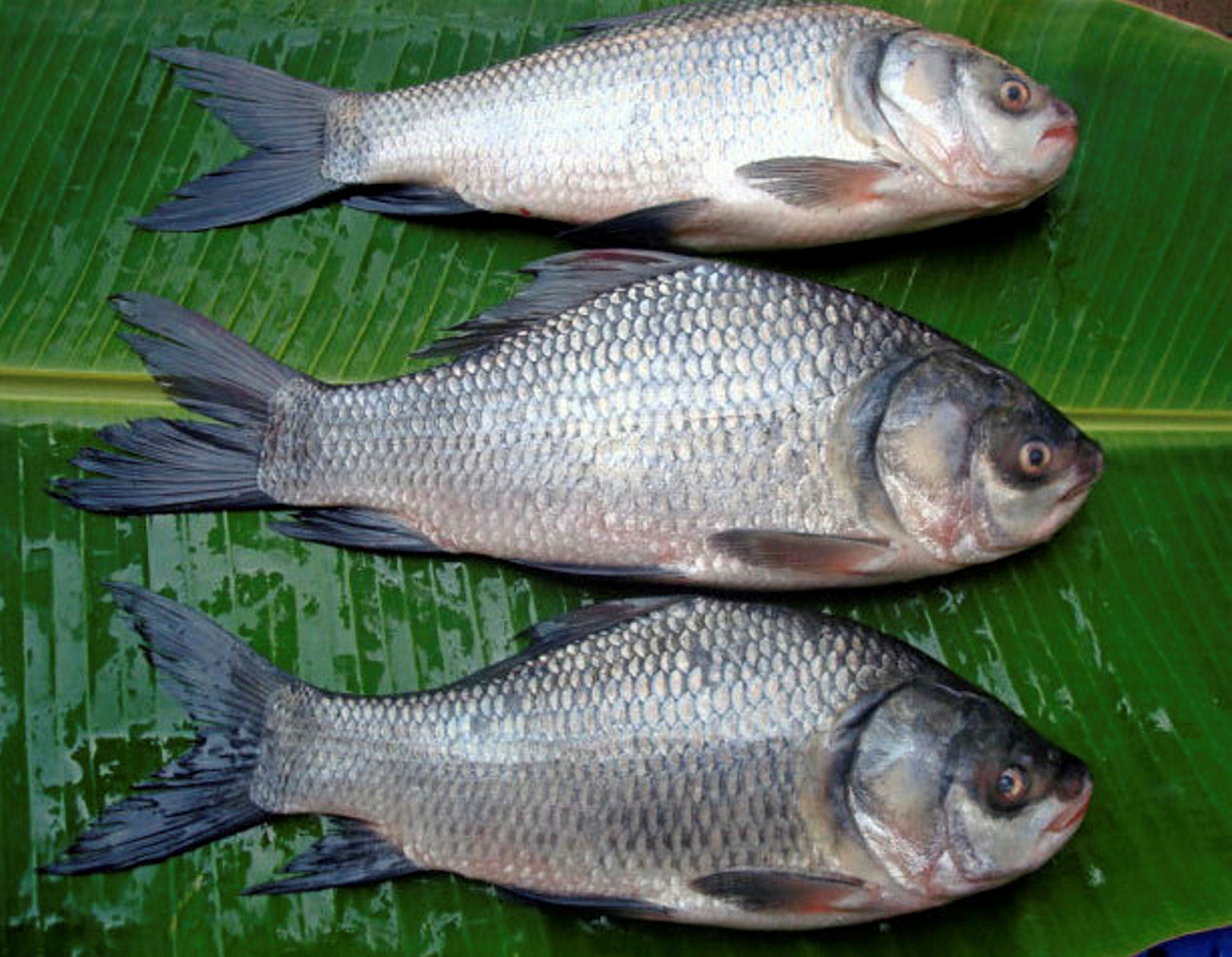 Project bring chicken, rice and fish farming together in Nepal | Intrafish