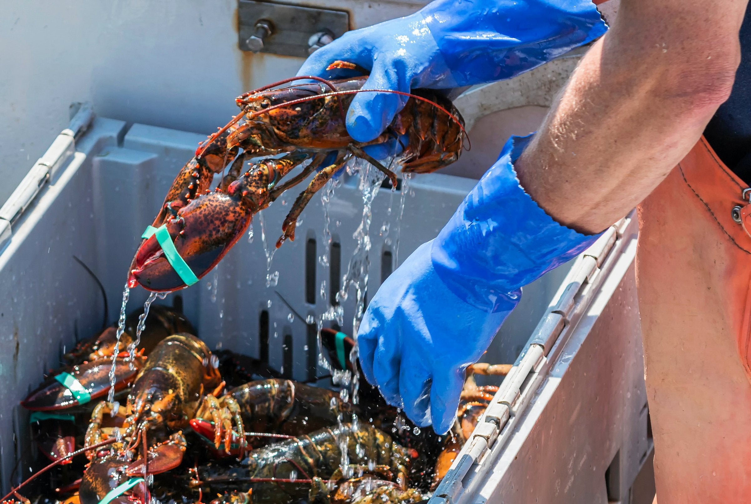 Maine lobster industry loses defamation fight