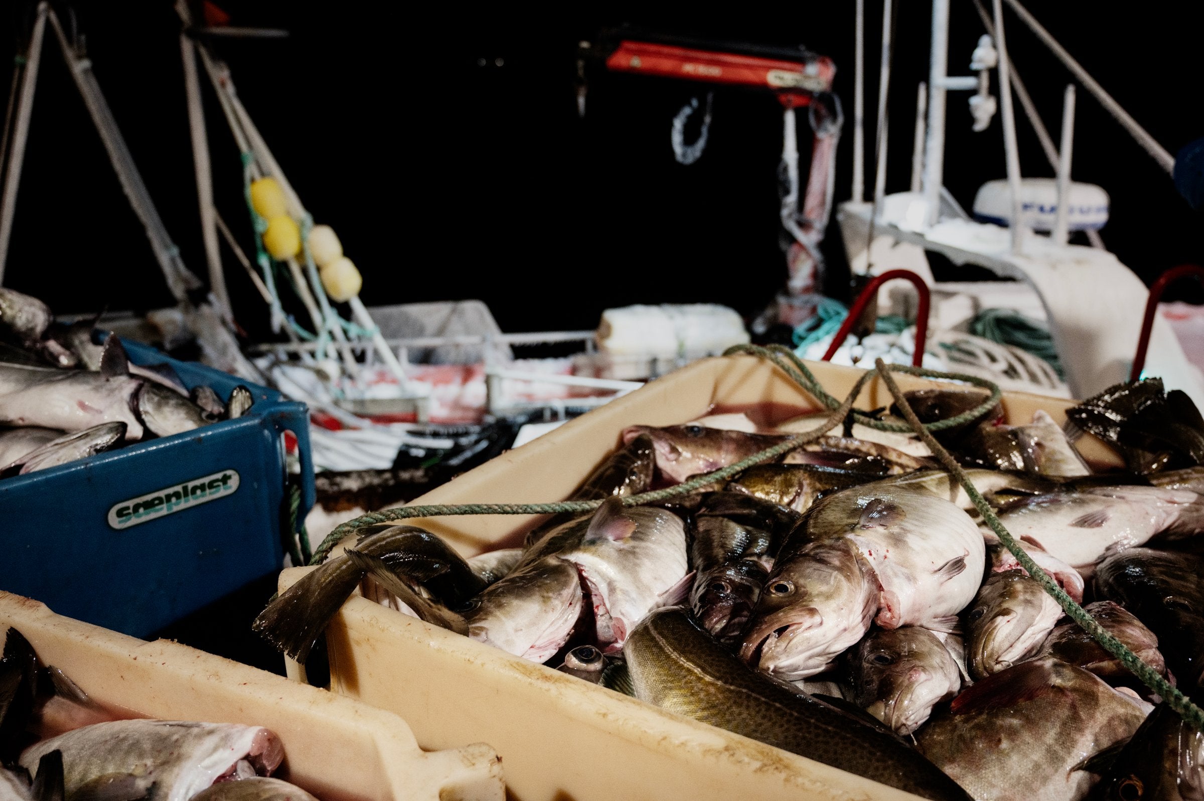 Sky-high cod prices squeeze processors as buyers struggle to pass on ...