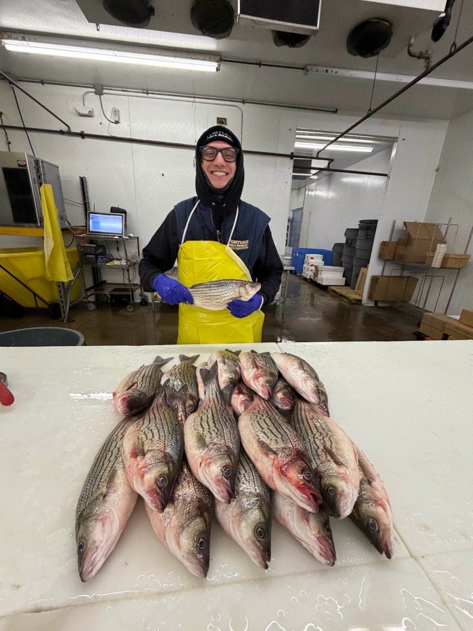 ‘People don’t often get to see these beautiful fish’: Fortune Fish ...