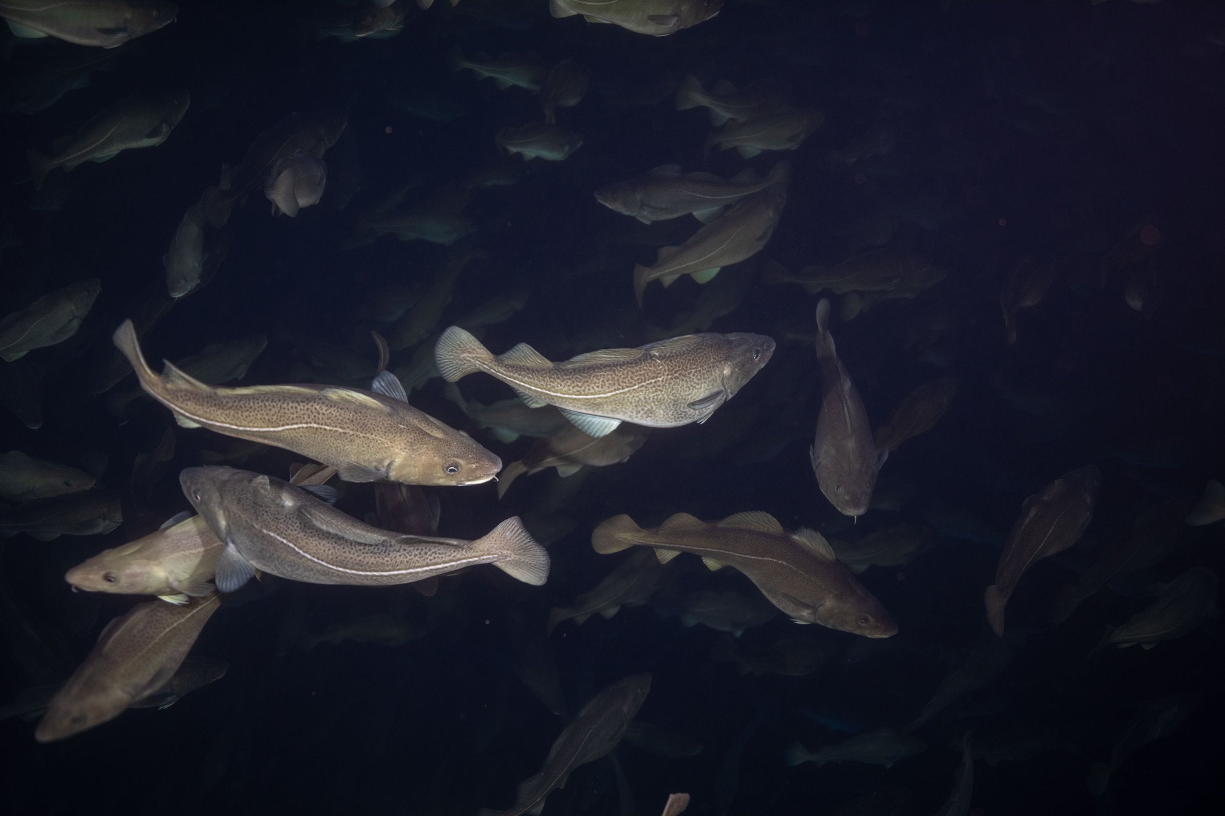 Why the biggest cod farmers are not happy with low wild quotas Cod ...