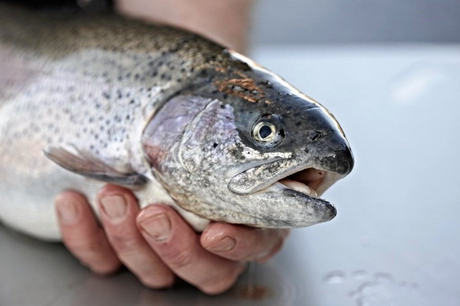 Russia replaces banned Armenian trout