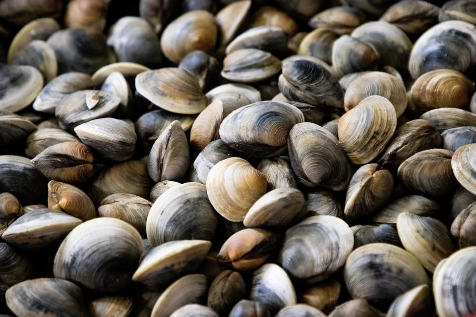 PanaPesca USA secures Florida clam supply through new sourcing partnership