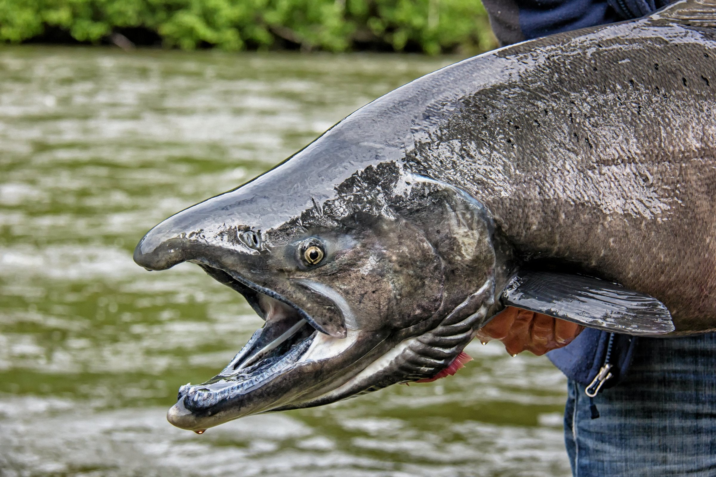 Heat waves cited as factor in Alaska salmon declines