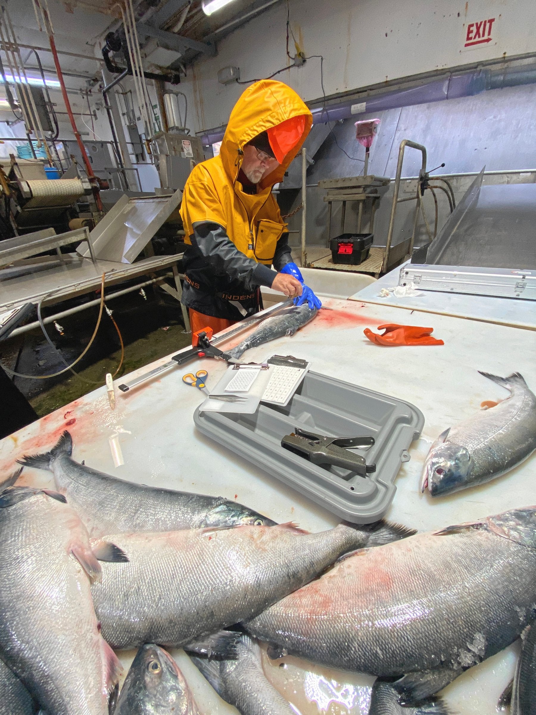 US council weighs hard caps on Alaska pollock industry, citing salmon crisis