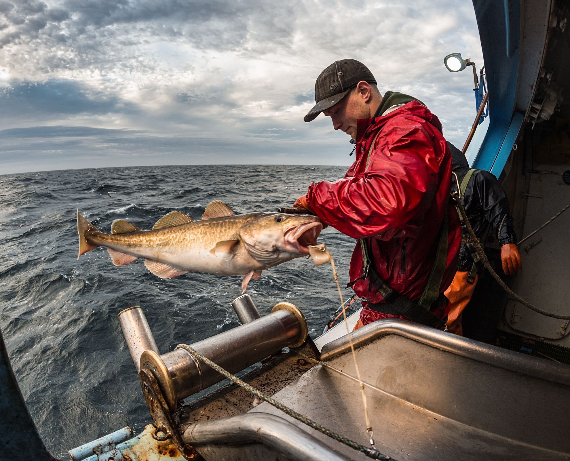 US council increases Gulf of Alaska Pacific cod quota