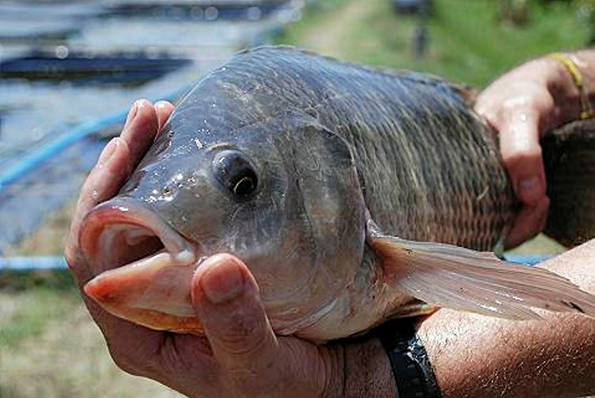 Malaysia targets $64 million aquaculture production from central region ...