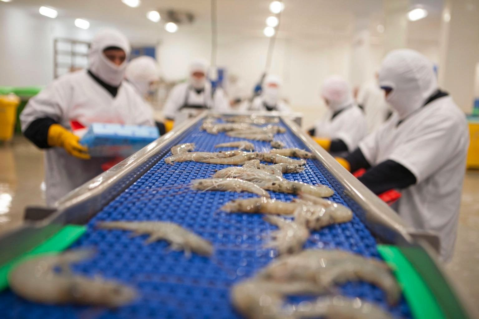 The Economist: The rise of Ecuador’s shrimp industry comes with a warning