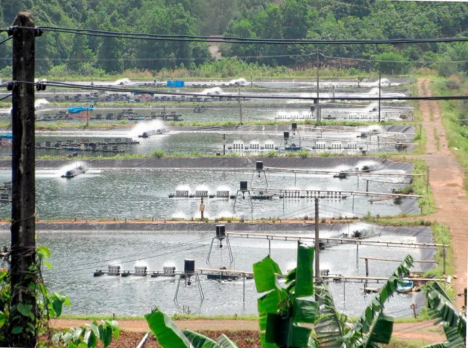 Major shrimp producer acquisition expands feed ingredients business