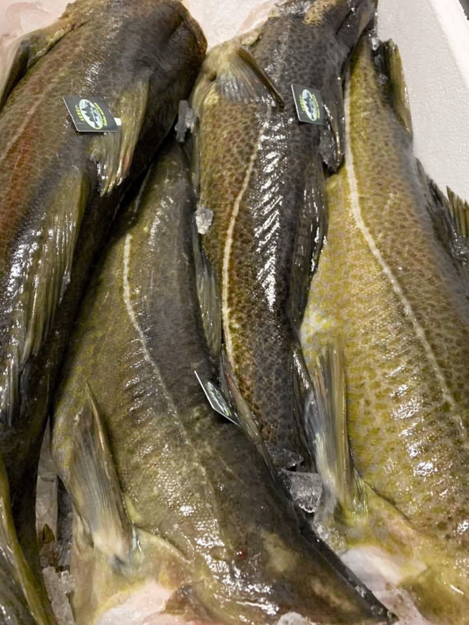 80% surge in fuel costs drag Leroy Seafood's whitefish harvesting ...