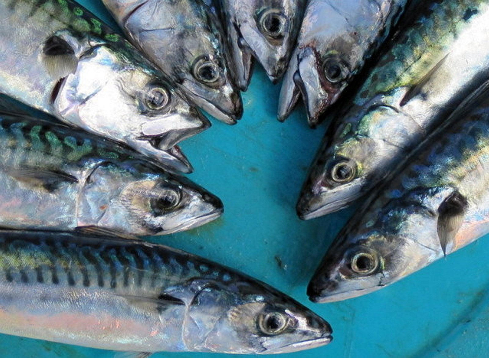 'We cannot stand still': The Marine Stewardship Council slams ...