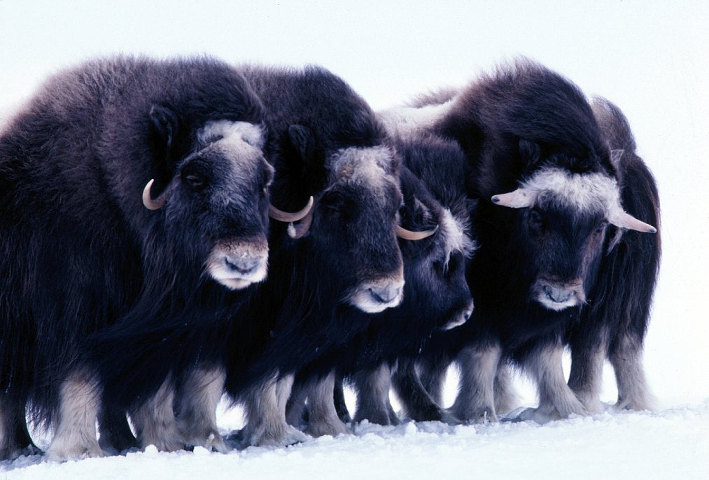 Oil majors steer clear of Alaska wildlife refuge lease sale