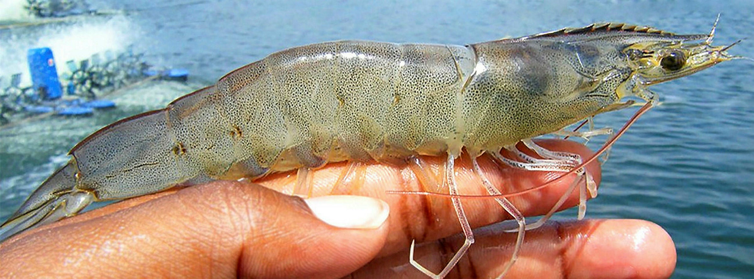 Philippine fish farmer jumps on vannamei production with new 50,000-ton ...