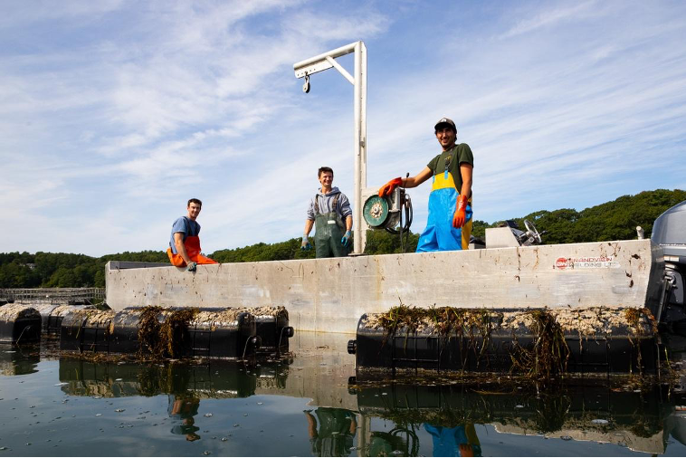 Small, younger farmers drive 51% increase in Maine aquaculture
