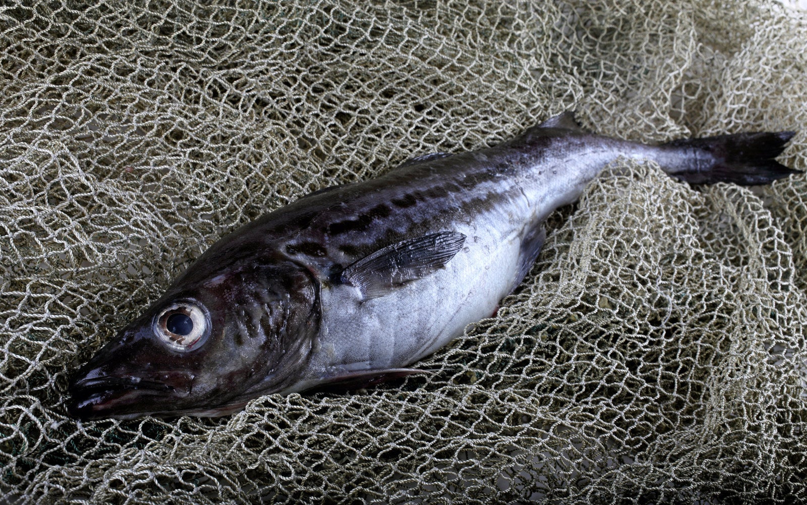 Alaska pollock block, surimi production tumbles as outbreaks disrupt ...