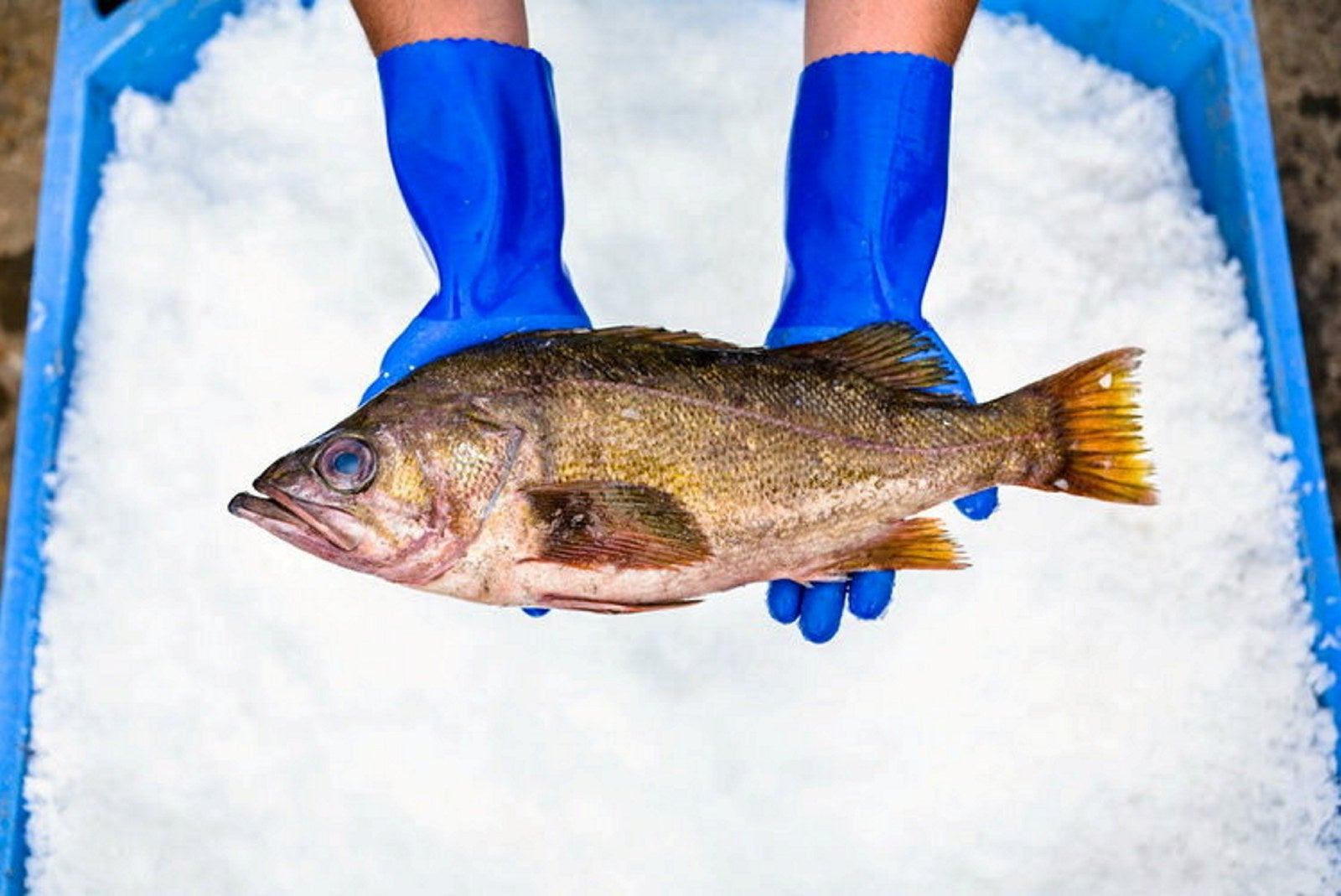 After years of lobbying the US government to purchase their fish ...