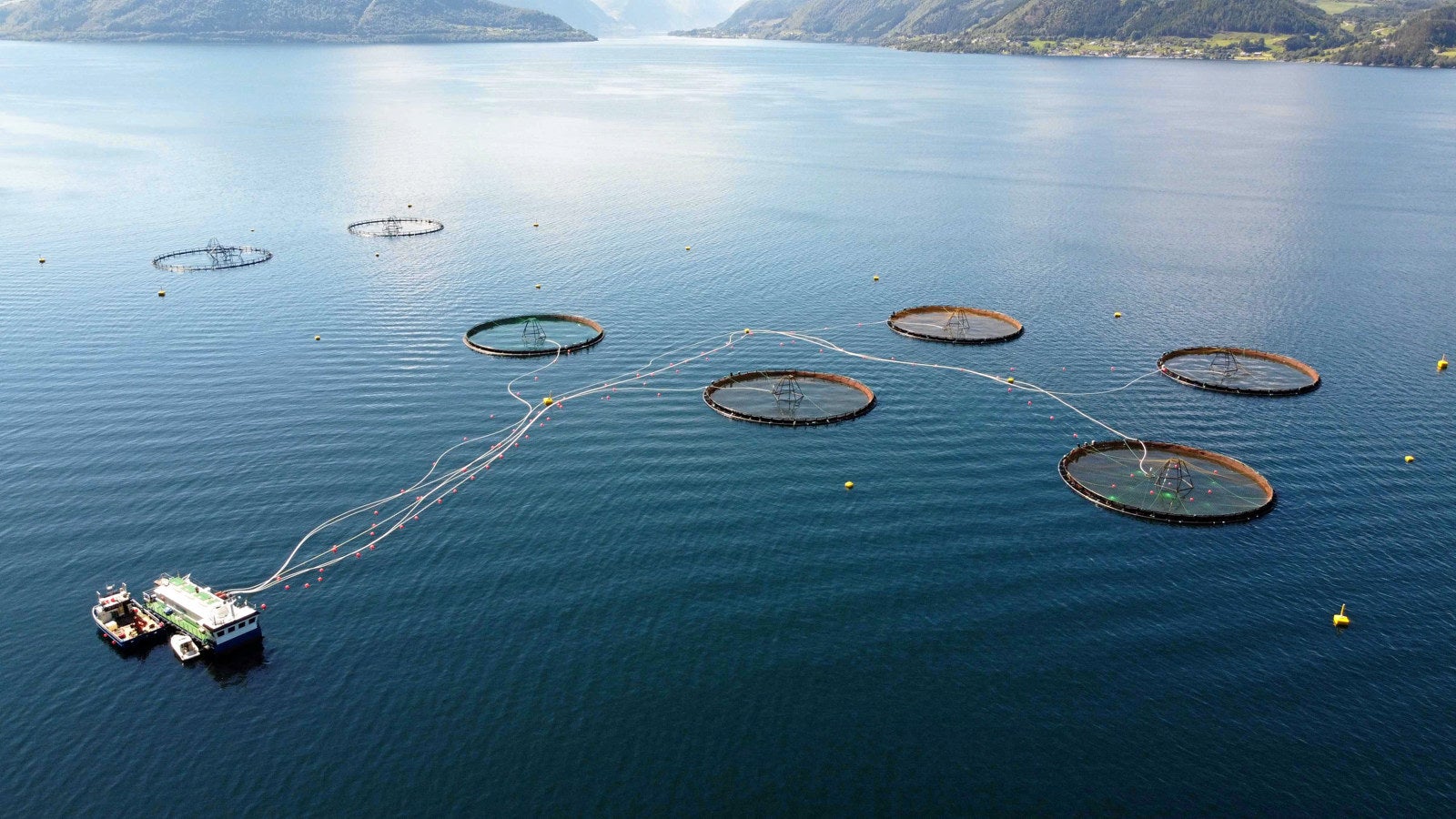Massive farmed cod escape sparks fears of impact on wild stocks