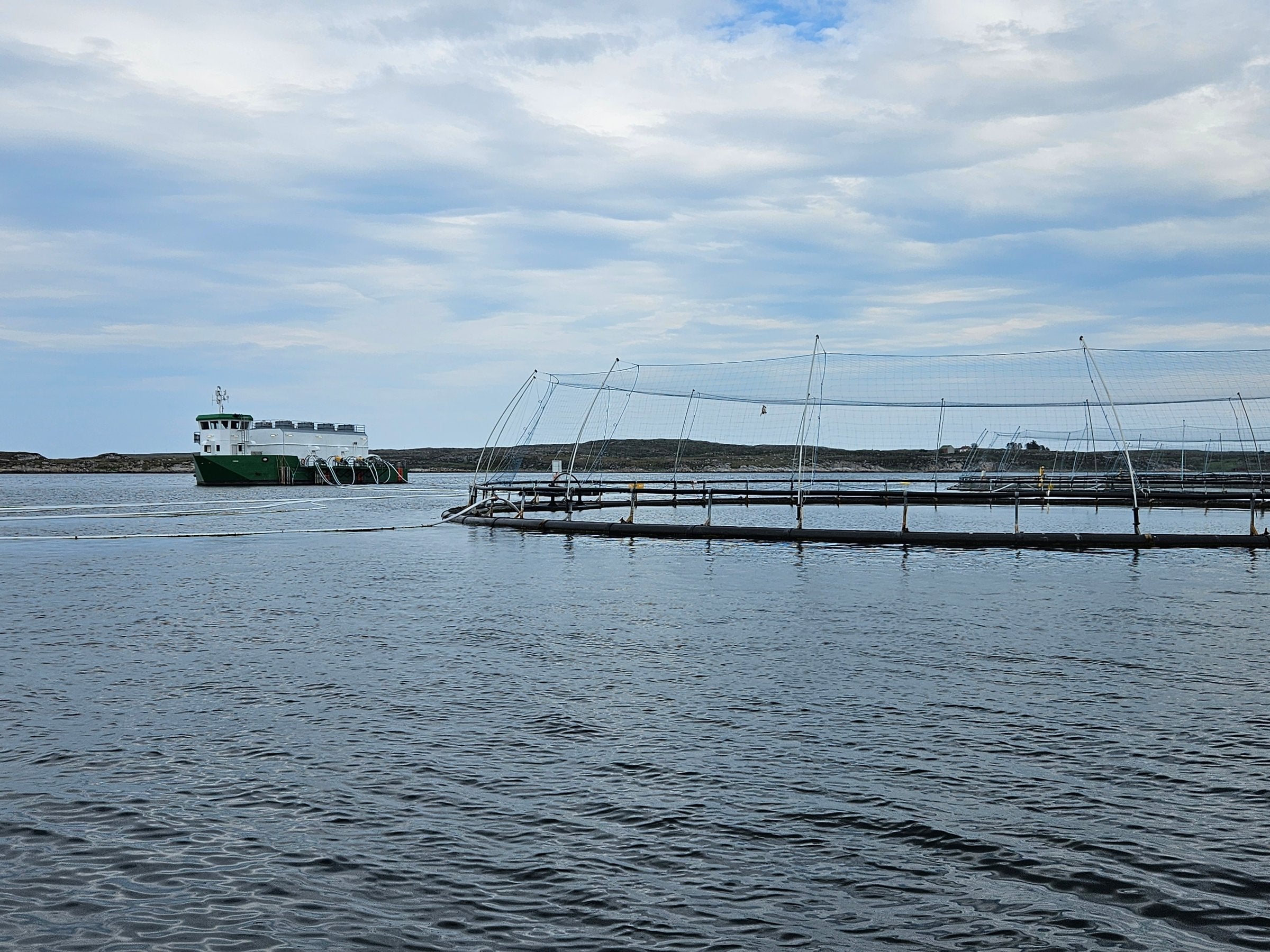 Mowi suffers 189,000-fish mortality after algae blooms