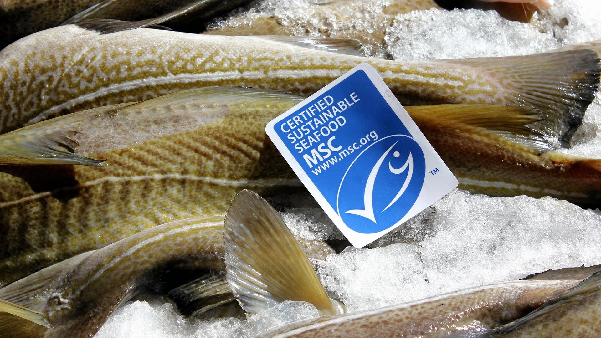 Alaska commissioner accuses MSC of using certification to 'blue wash' Russian seafood