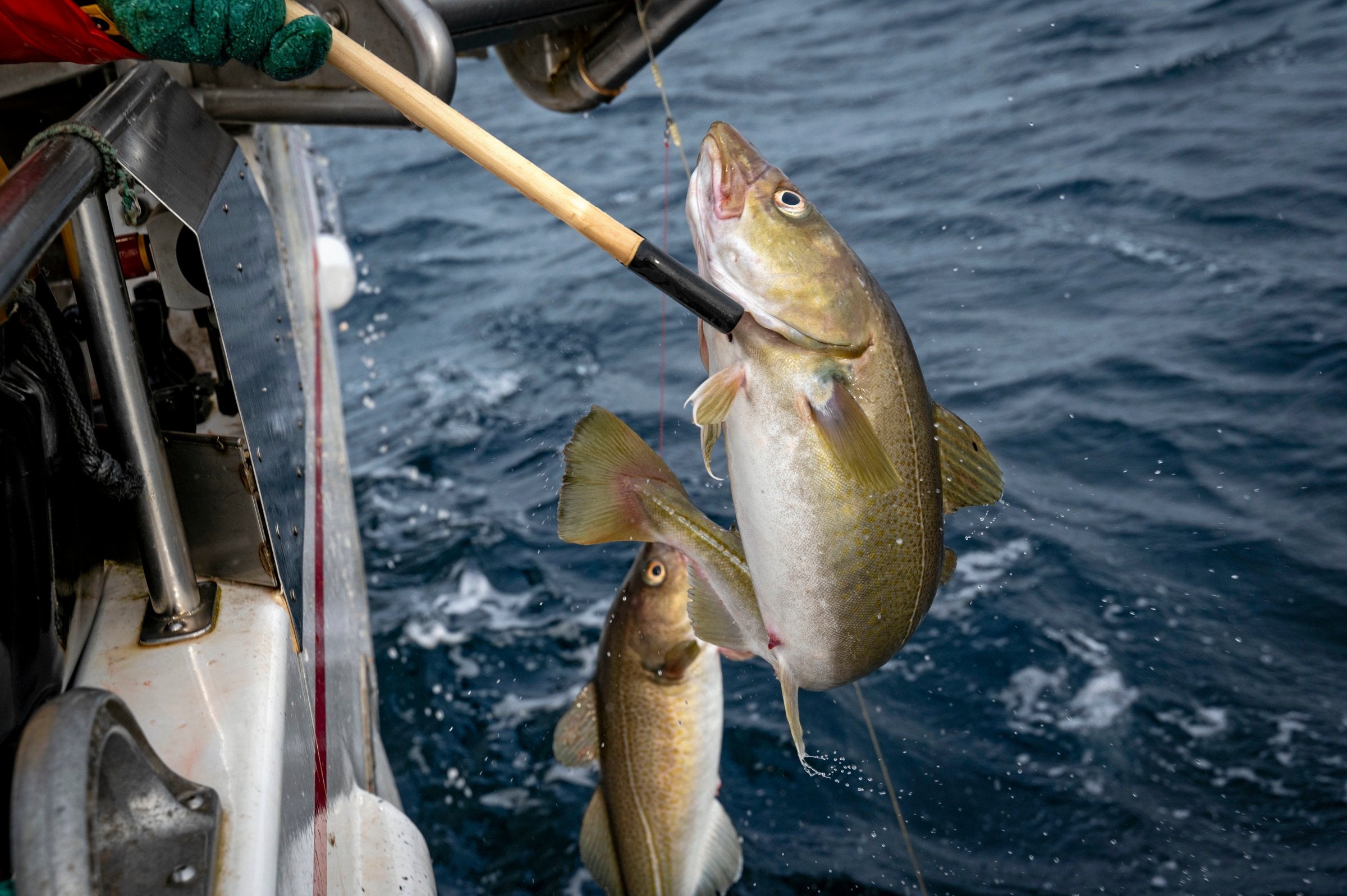 Scientists recommend increase in cod quotas next year
