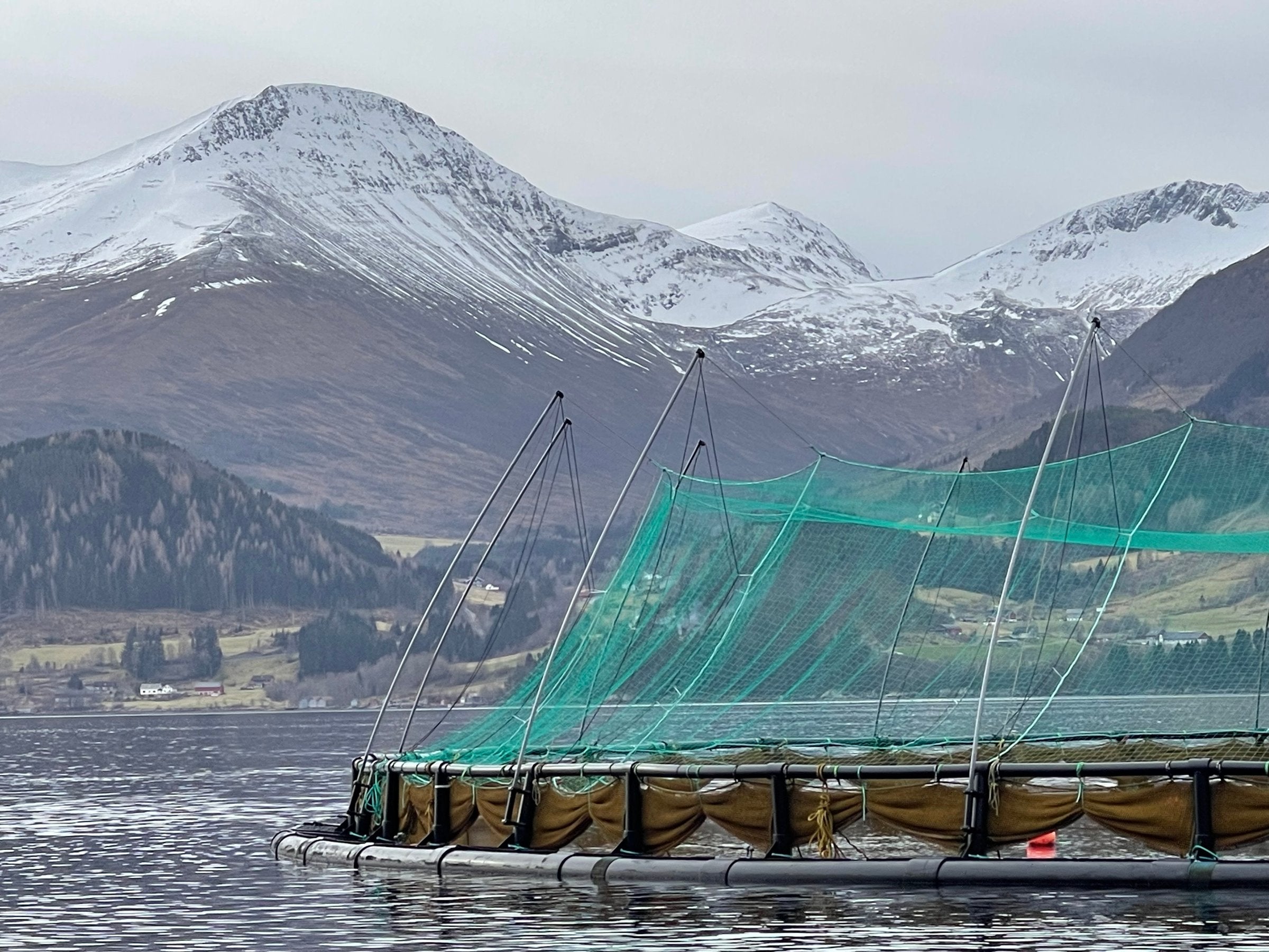 ASC aims to bring farmed cod into its certification program | Intrafish