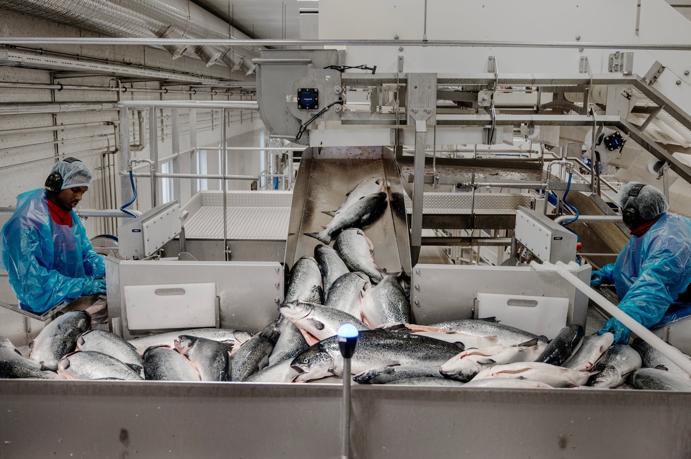 Norwegian salmon prices recover from 2026 low