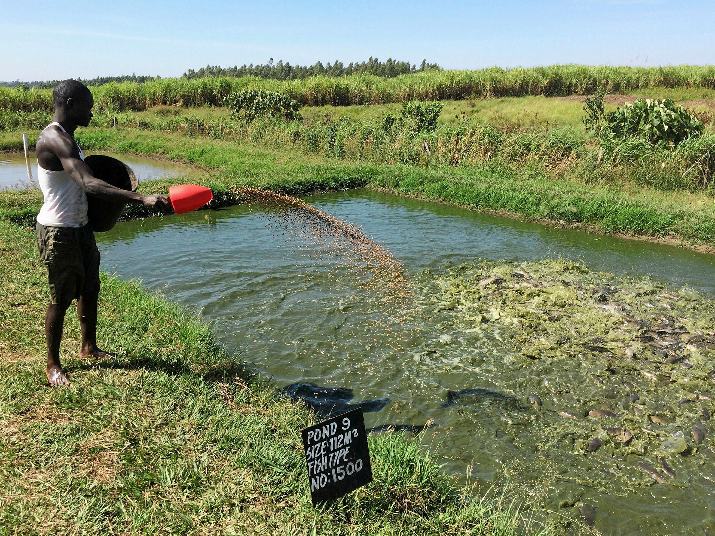 Dutch aquaculture equipment supplier sees future growth in Africa ...