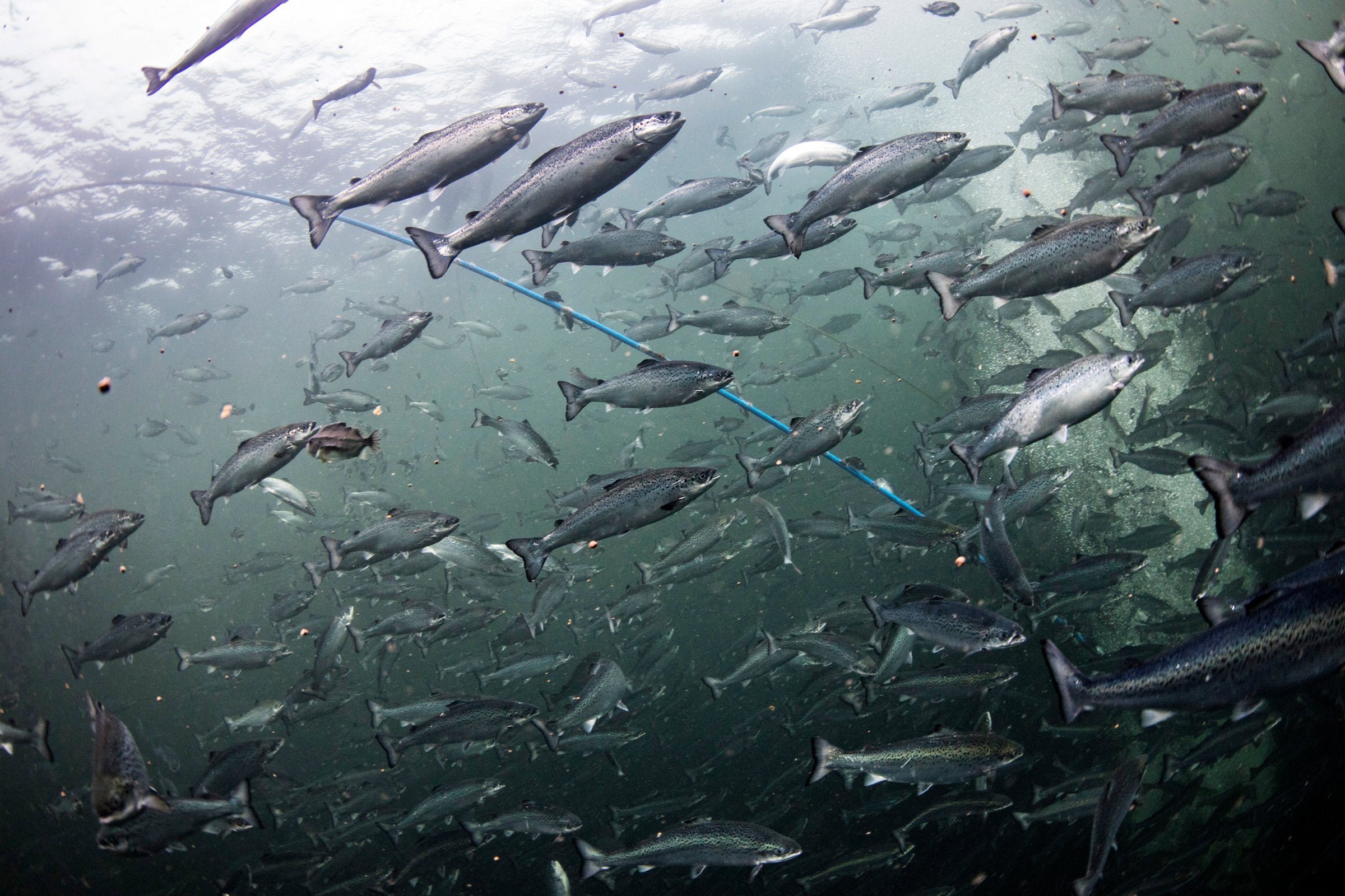 The debate on the future of aquaculture in Norway