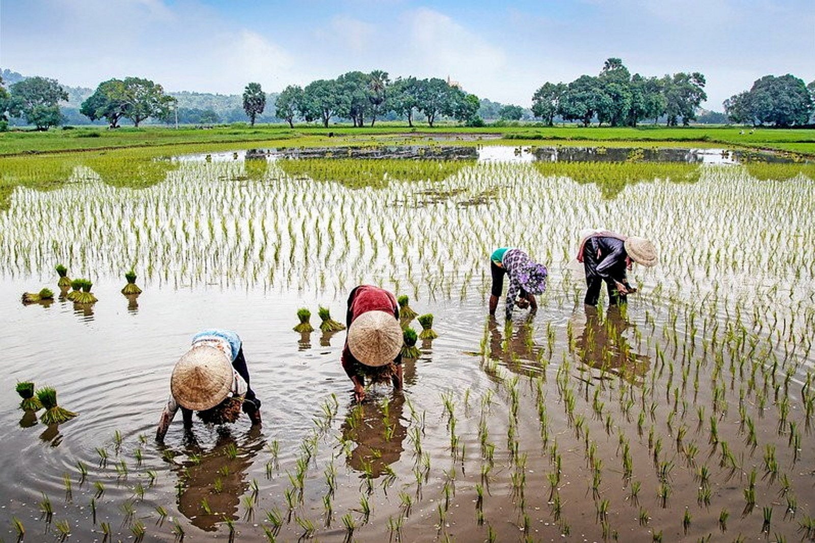 Minh Phu-backed project puts new spin on a traditional shrimp farming ...