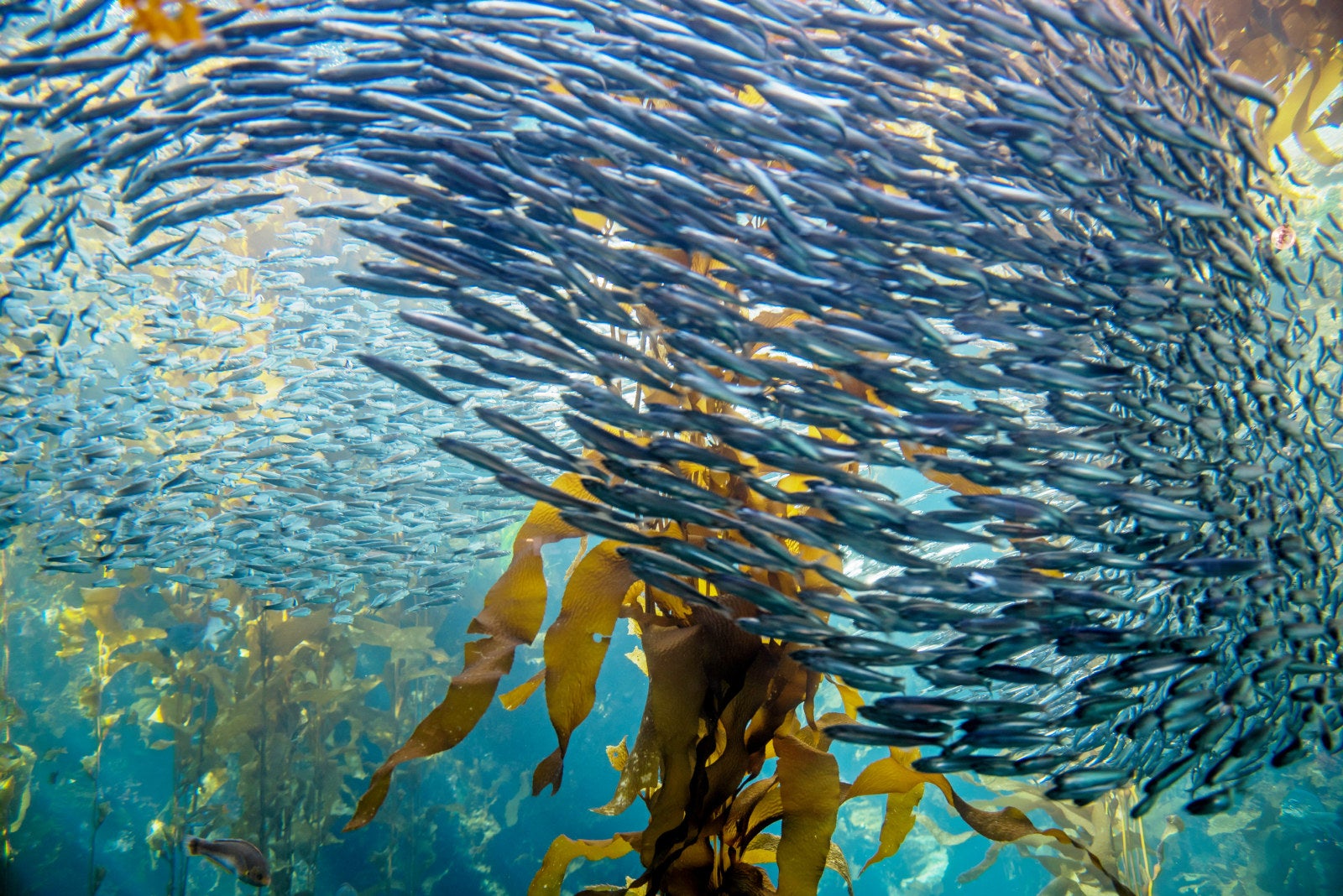 Peru fishing industry faces race against time to harvest full anchovy ...