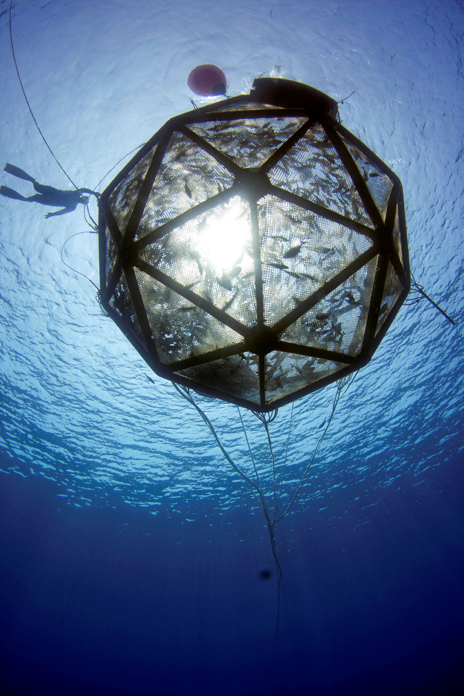 Offshore fish farm in Florida receives critical permit to move forward ...