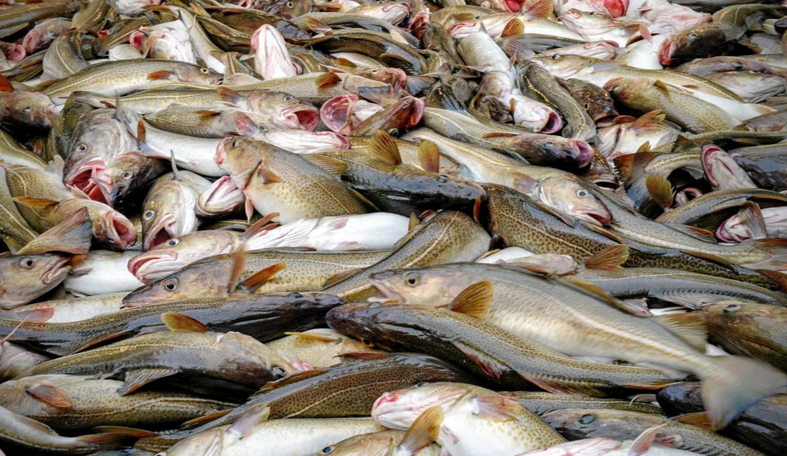 'The boom is over': Norway, Russia propose 20% cut to Barents Sea cod ...