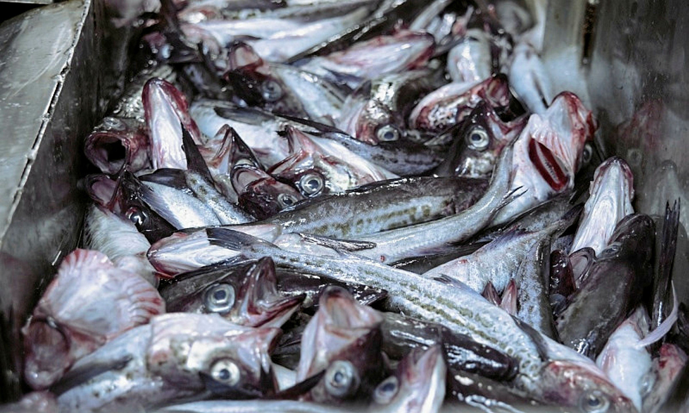 Russian firm buys rival, creating new pollock giant