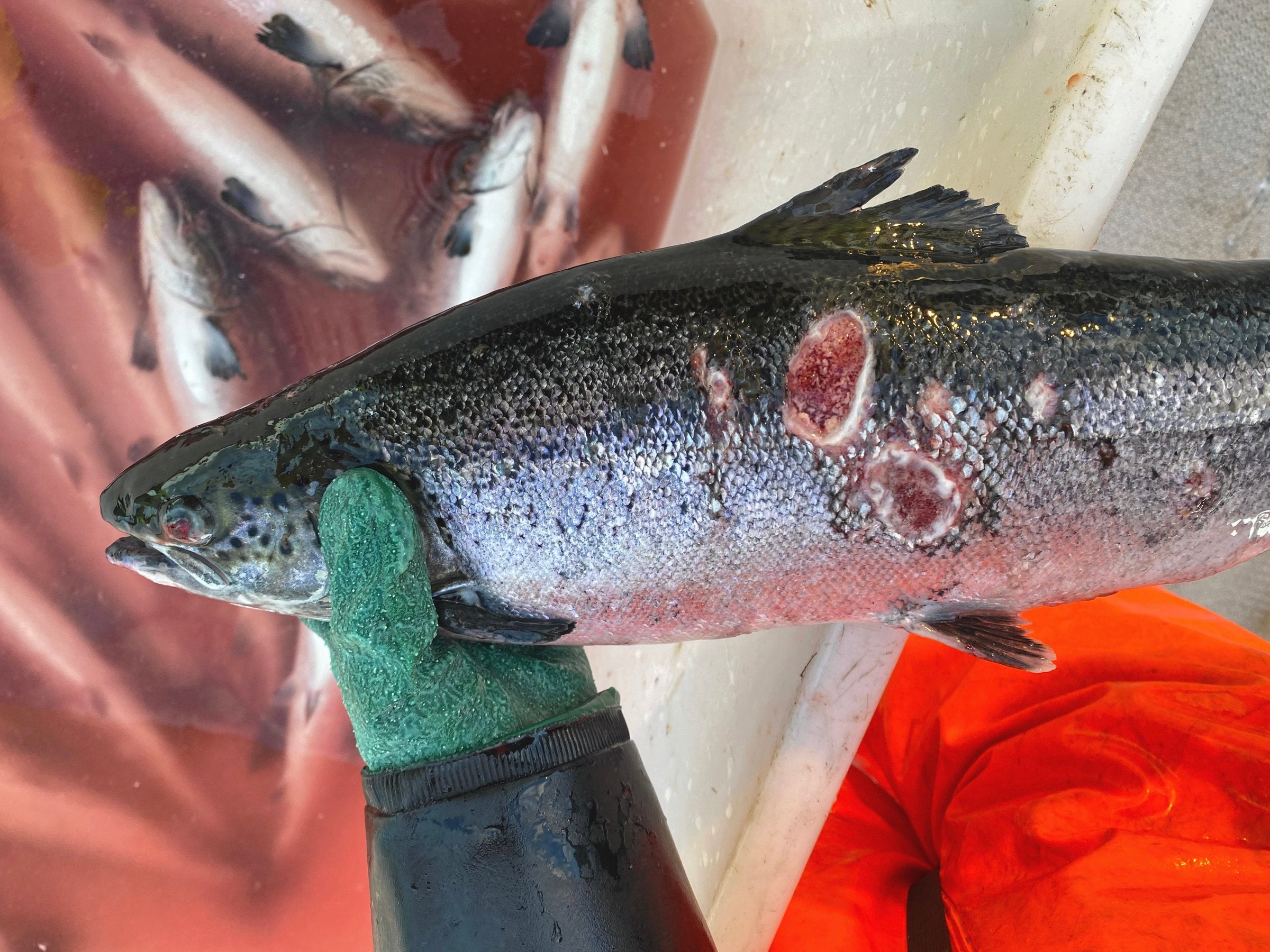 Norway’s share of downgraded salmon falls to lowest level in 4 years