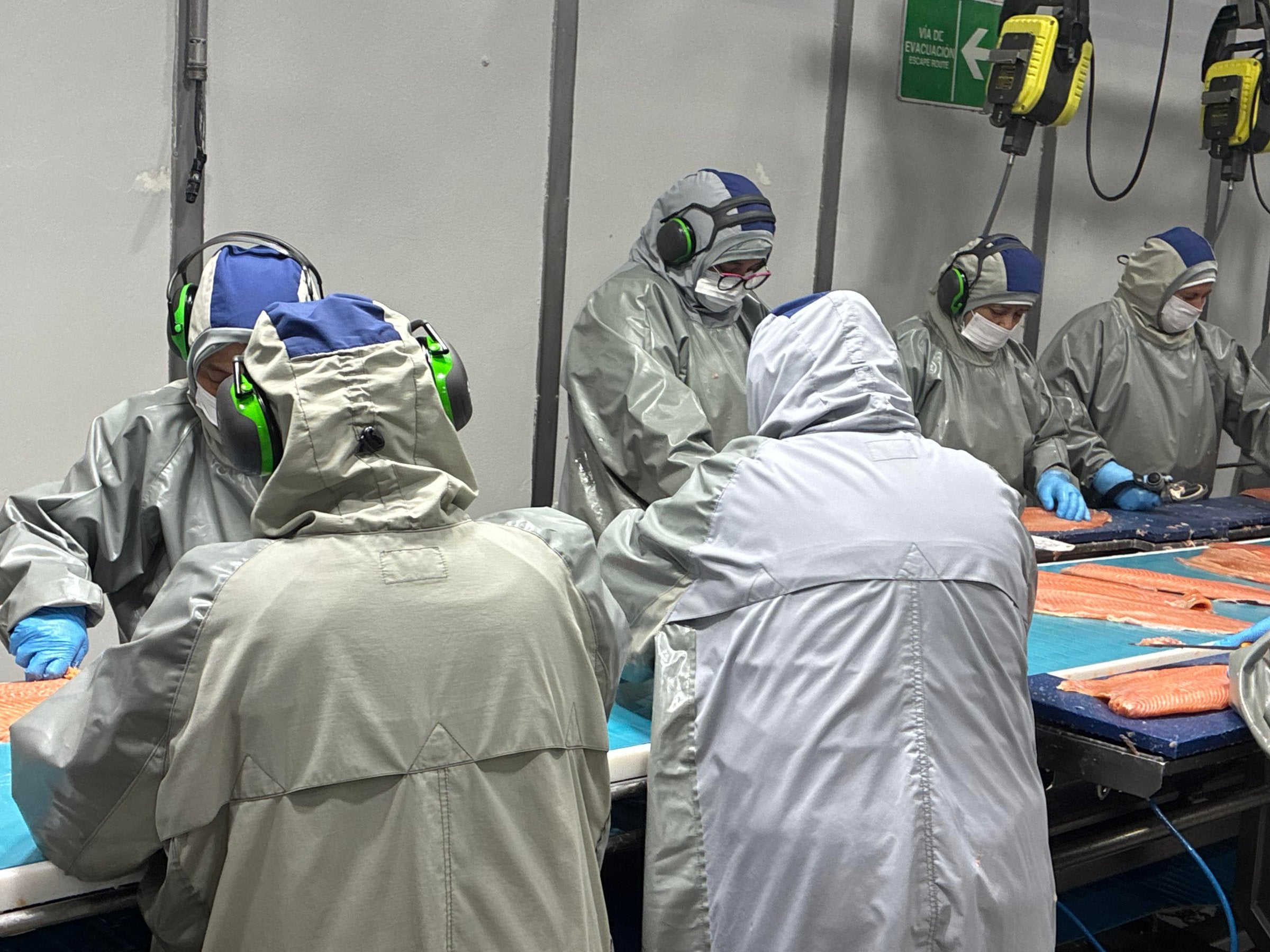 Chile salmon farmer hit by lower prices amid supply glut