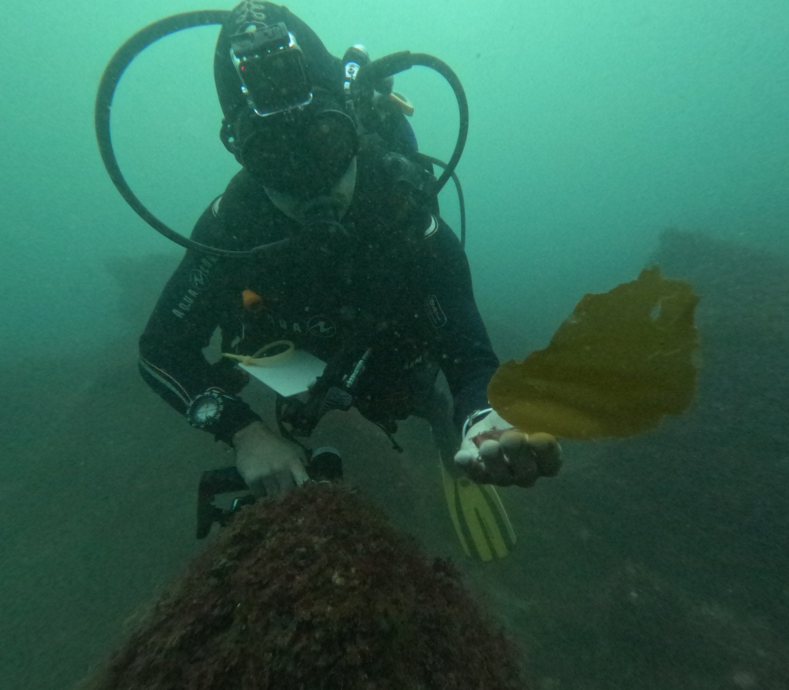 Seaweed tie‑up signals start of industry shake‑up